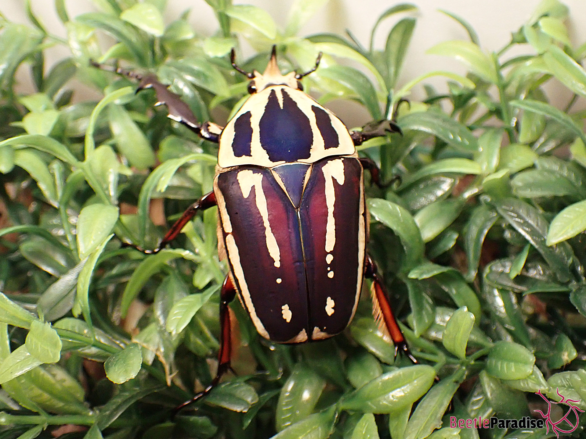 M. ugandensis 67mm larva breeding  標本