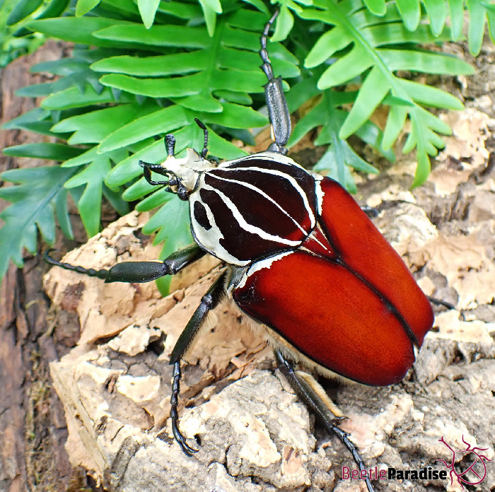 Goliathus goliatus apicalis 85mm CONGO 昆虫用品 標本 【公式通販】