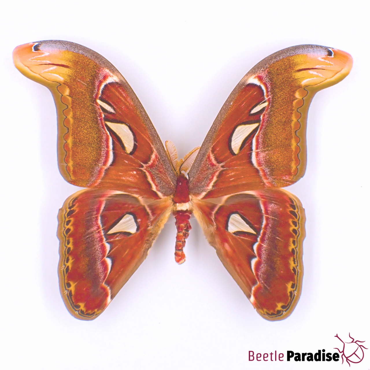Attacus atlas
